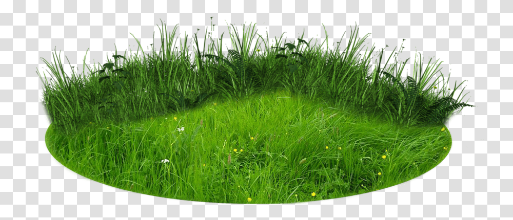 Background Grass Patch, Plant, Vegetation, Lawn, Moss Transparent Png