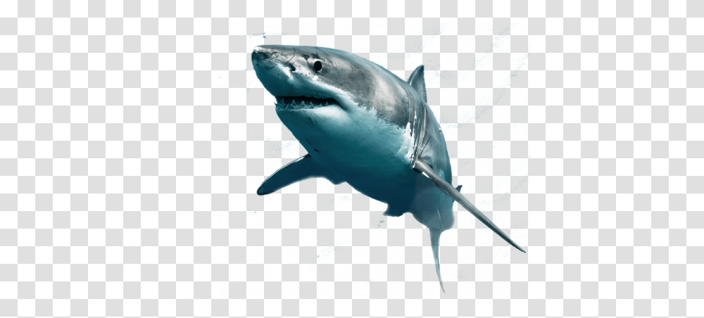 Background Great White Shark White Background, Sea Life, Fish, Animal Transparent Png