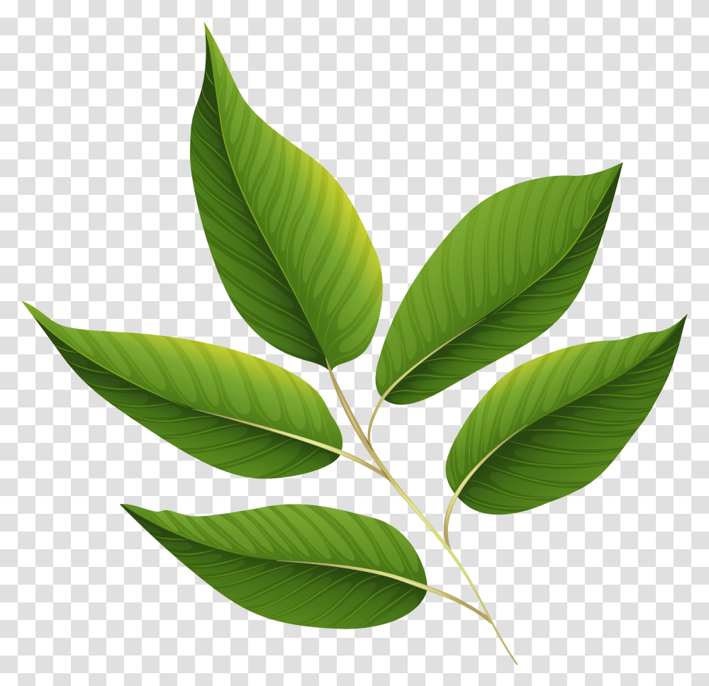 Background Green Leaf Clip Art, Plant, Vegetation, Soil, Veins Transparent Png