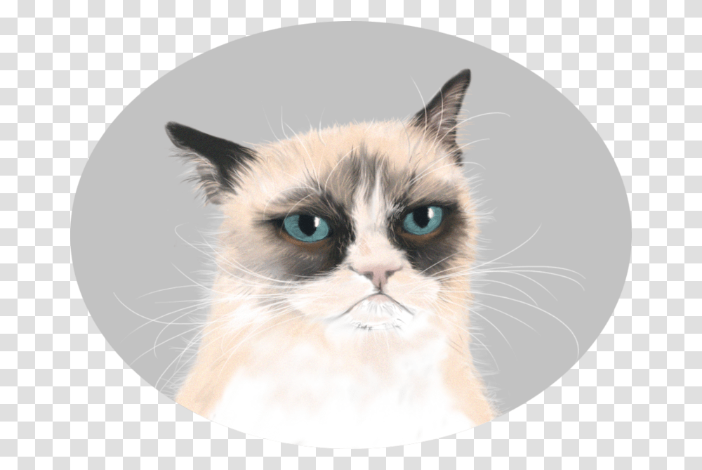 Background Grumpy Cat, Pet, Mammal, Animal, Siamese Transparent Png