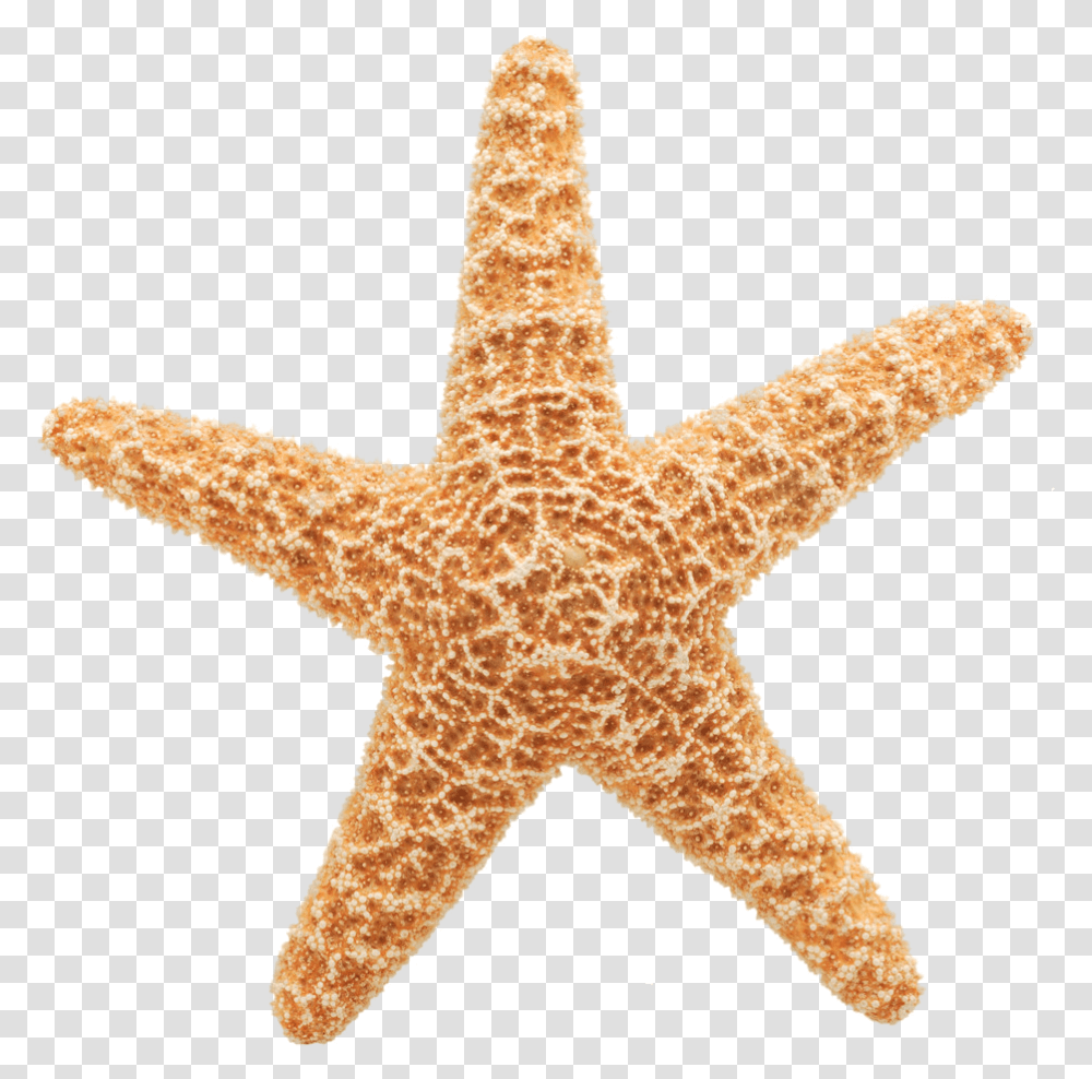 Background Hd Download Starfish Gif, Sea Life, Animal, Invertebrate, Lizard Transparent Png