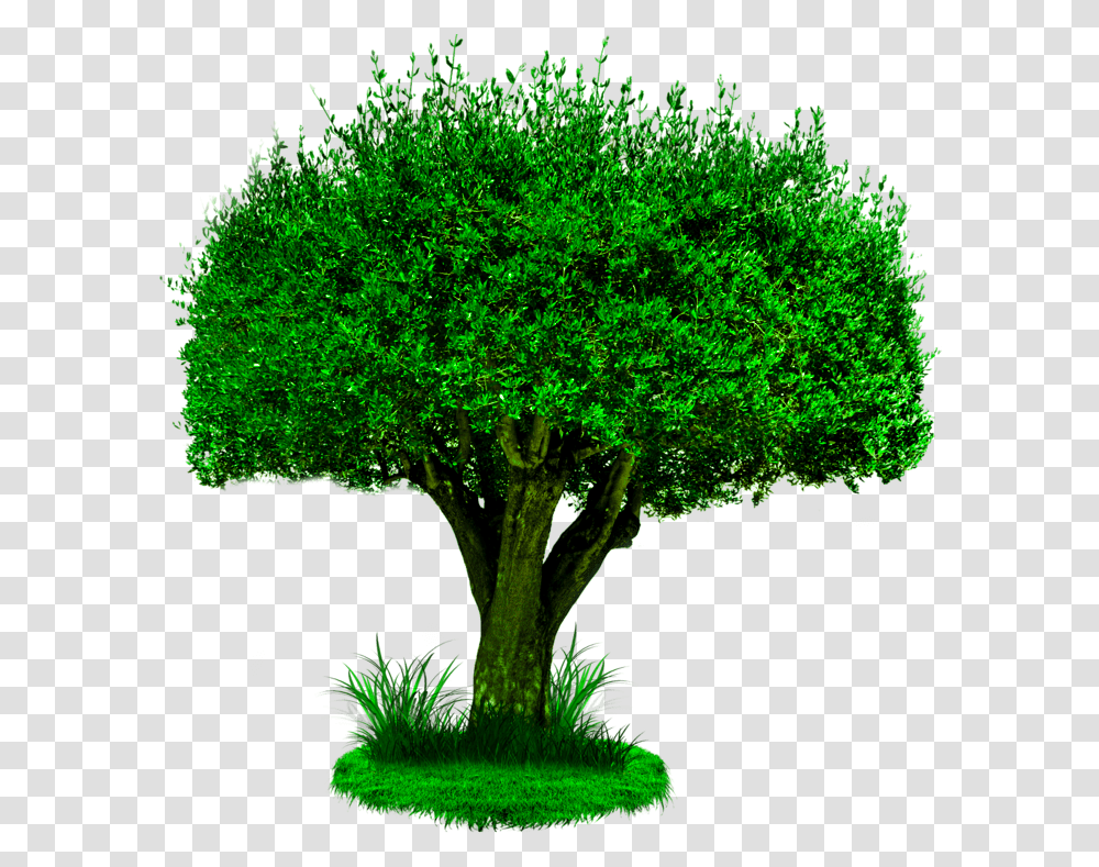 Background Hd Photoshop Tier3xyz Plant Trees Climate Change, Bush, Vegetation, Green, Outdoors Transparent Png