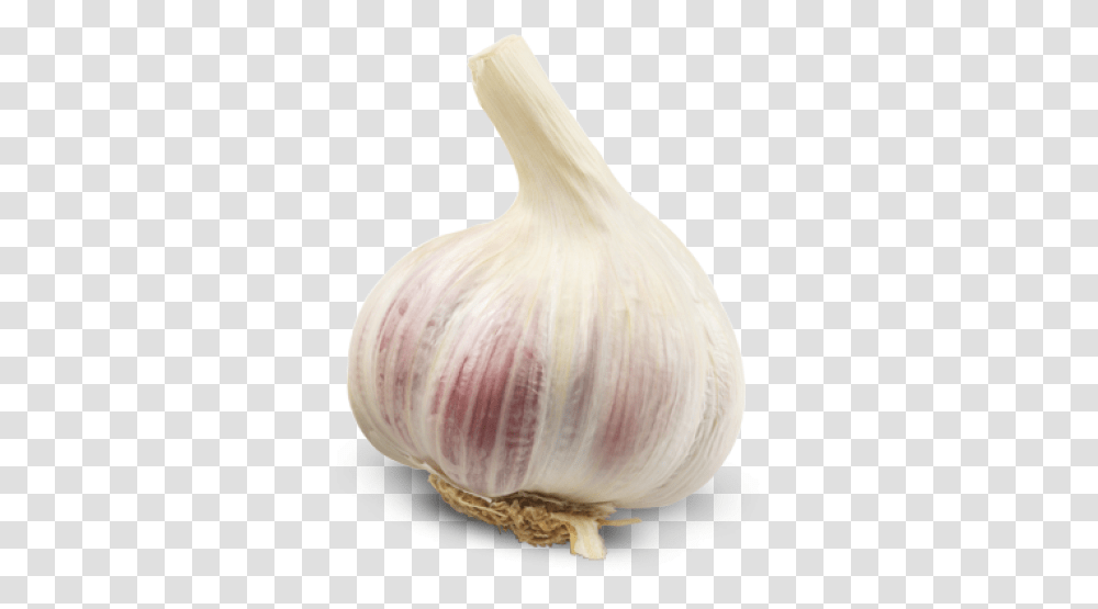 Background Head Of Garlic, Plant, Vegetable, Food, Bird Transparent Png
