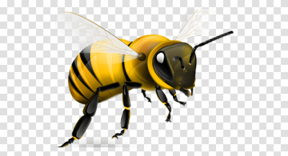 Background Honey Bee Background Honey Bee Clipart, Wasp, Insect, Invertebrate, Animal Transparent Png