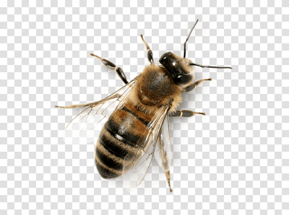 Background Honey Bee, Insect, Invertebrate, Animal, Apidae Transparent Png