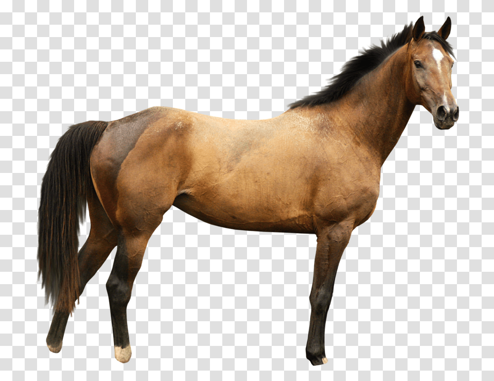 Background Horse, Mammal, Animal, Colt Horse, Stallion Transparent Png