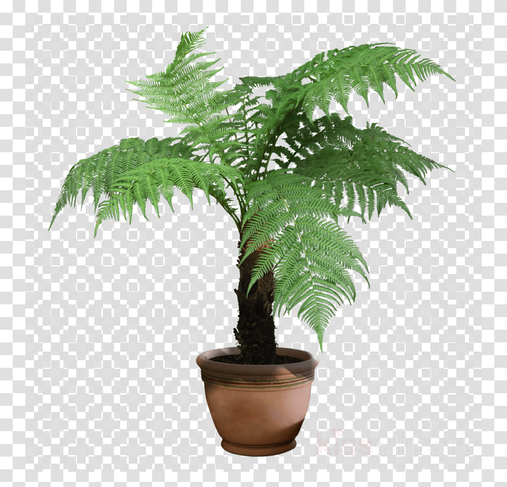 Background House Plant, Tree, Leaf, Palm Tree, Arecaceae Transparent Png