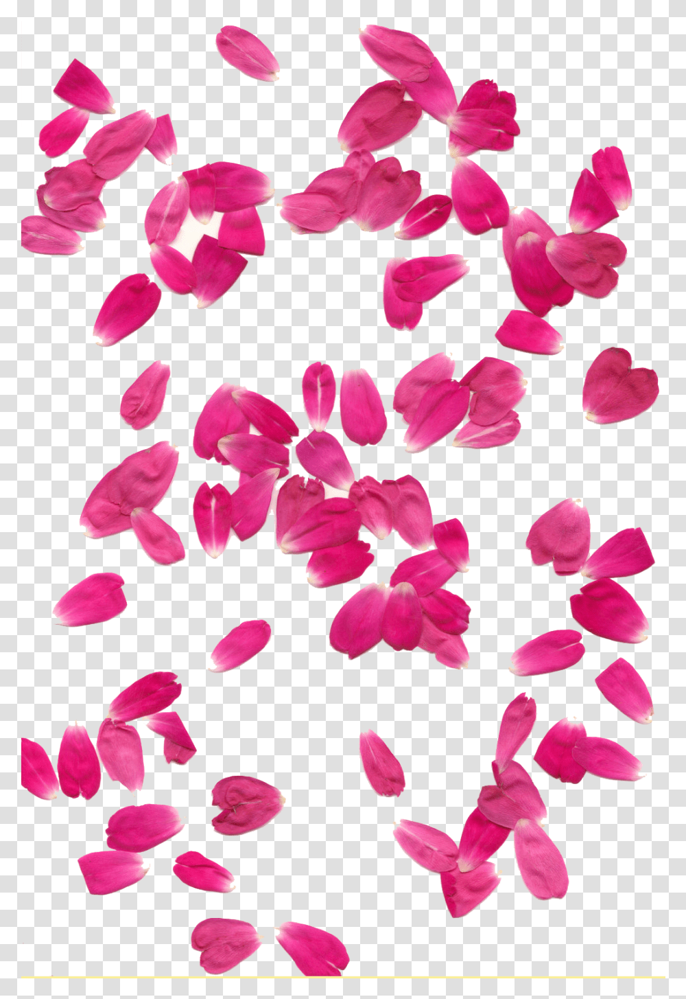 Background Hq Image Background Pink Flower Petals, Plant, Blossom Transparent Png