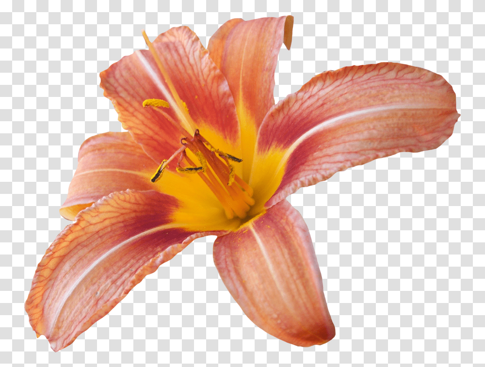 Background Hq Image Lily Background, Plant, Flower, Blossom, Pollen Transparent Png