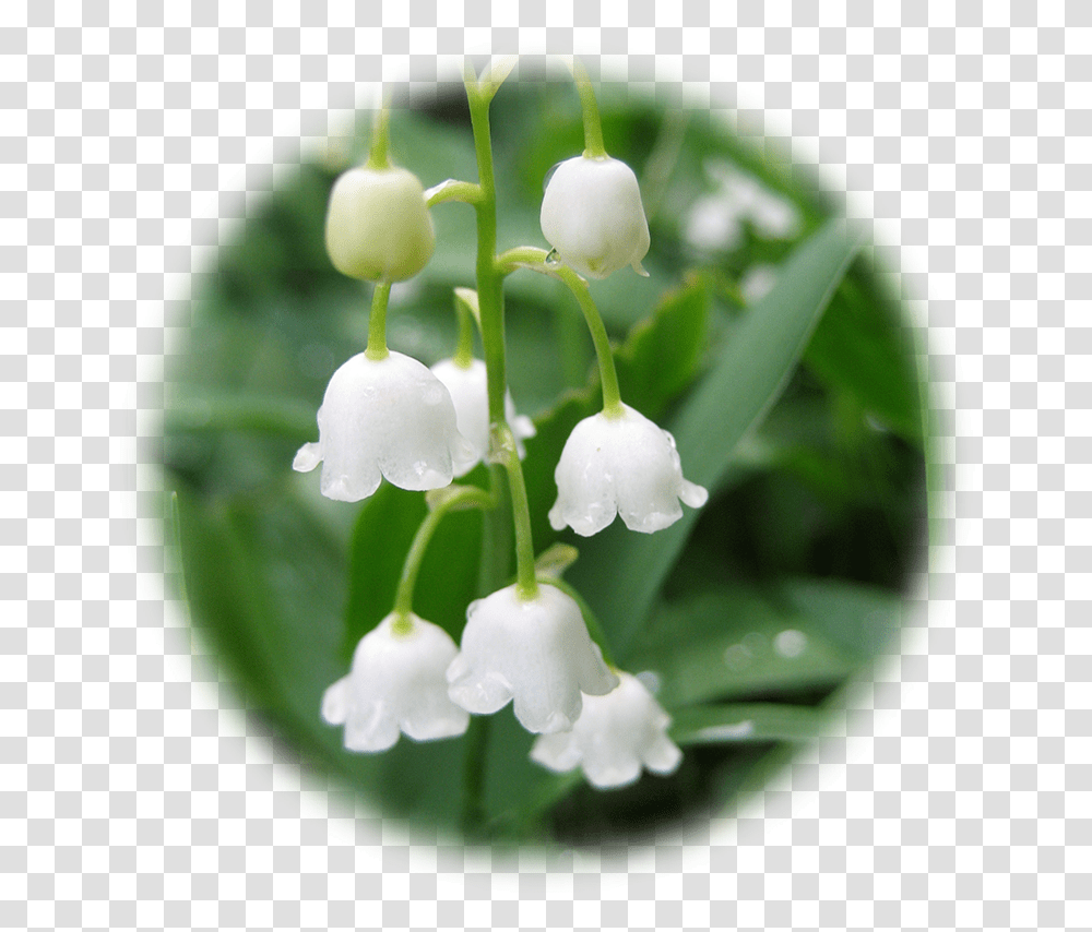 Background Hq Image Lily Of The Valley Hd, Plant, Flower, Petal, Amaryllidaceae Transparent Png