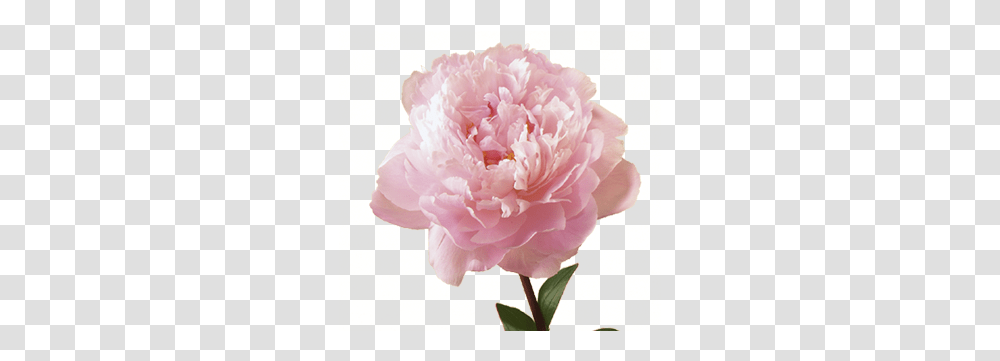 Background Hq Image Pink Peonies, Rose, Flower, Plant, Blossom Transparent Png