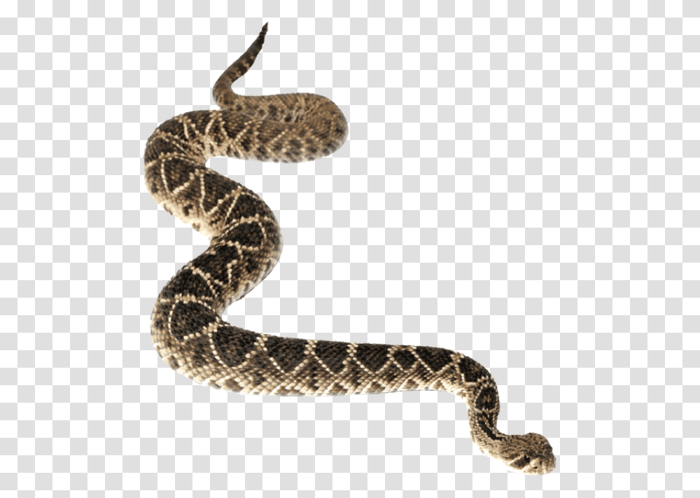 Background Hq Image Western Diamondback Rattlesnake, Reptile, Animal Transparent Png