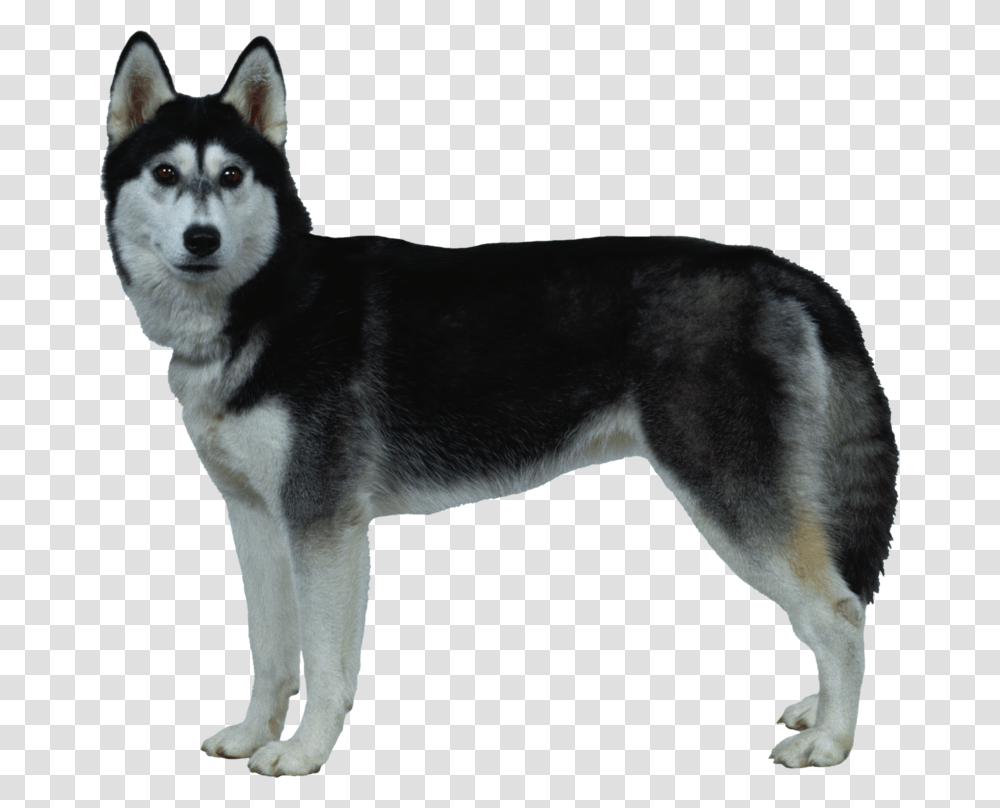 Background Husky Dog, Pet, Canine, Animal, Mammal Transparent Png