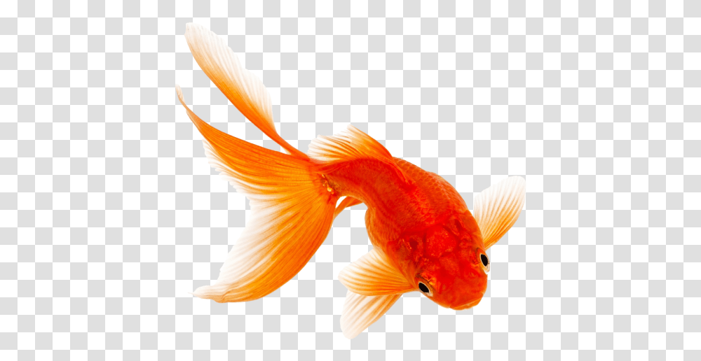 Background Image Background Orange Fish, Goldfish, Animal, Bird Transparent Png