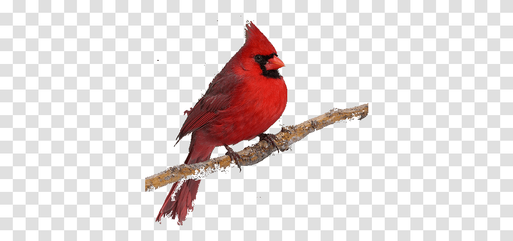 Background Image Cardinal Bird No Background, Animal Transparent Png