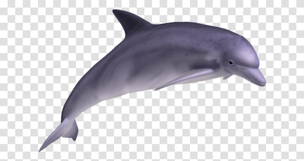 Background Image Dolphin, Mammal, Animal, Sea Life, Bird Transparent Png