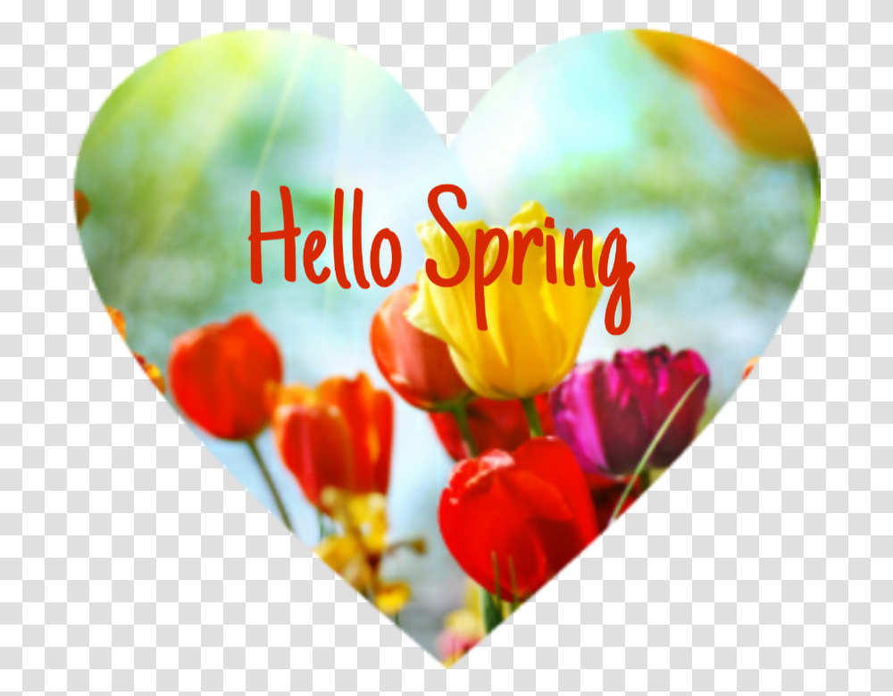 Background Image For Desktop Flower, Plant, Petal, Tulip, Heart Transparent Png
