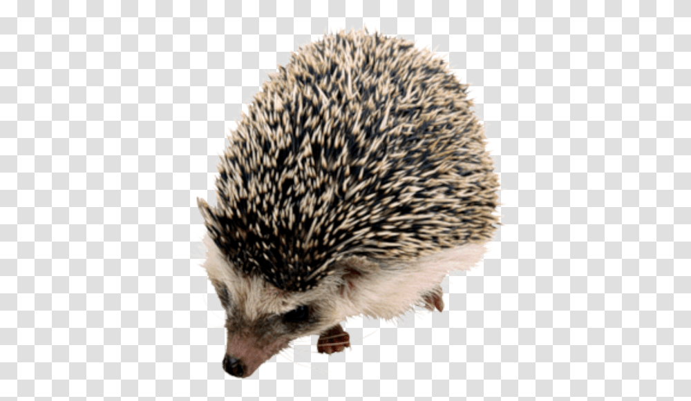 Background Image Hedgehog, Mammal, Animal, Porcupine, Rodent Transparent Png