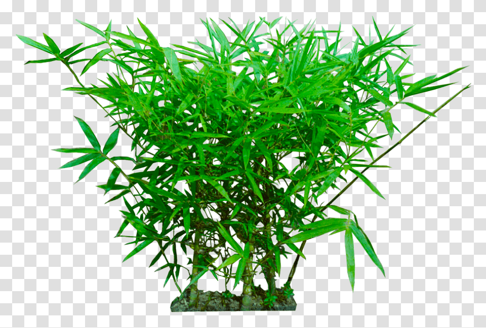 Background Image Plant, Bush, Vegetation, Leaf, Moss Transparent Png