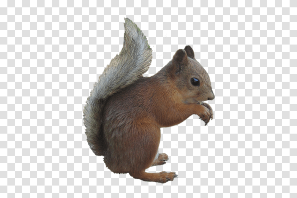 Background Image Squirrel With Clear Background, Rodent, Mammal, Animal, Rat Transparent Png