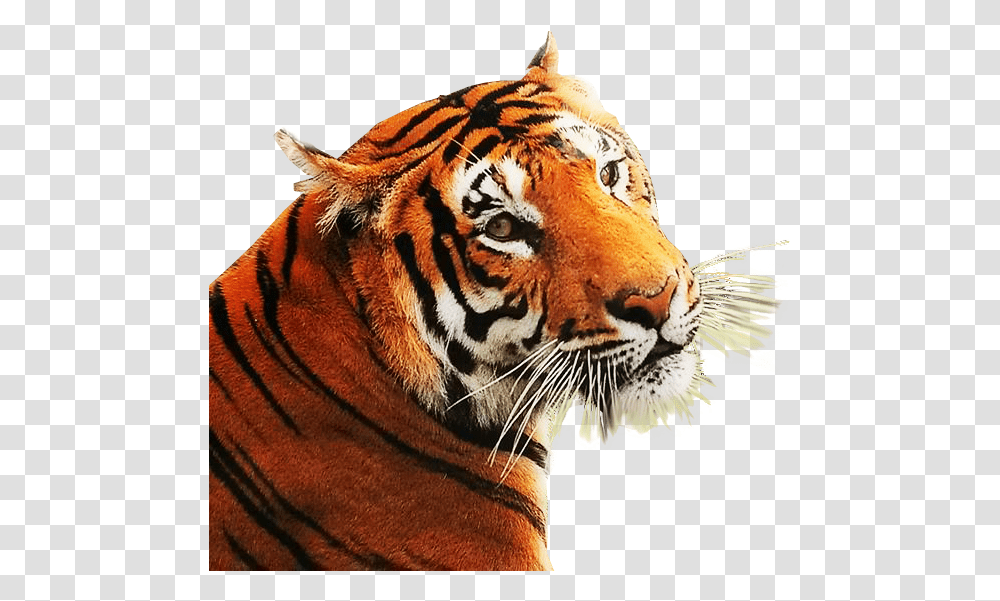 Background Image Web Design Graphics Angry Tiger, Wildlife, Mammal, Animal Transparent Png