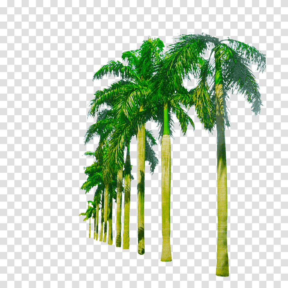 Background Images Download Picture Beach Trees, Palm Tree, Plant, Arecaceae, Leaf Transparent Png
