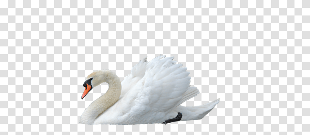 Background Images - Gameznet Royalty Free Stock Swan, Bird, Animal, Penguin Transparent Png