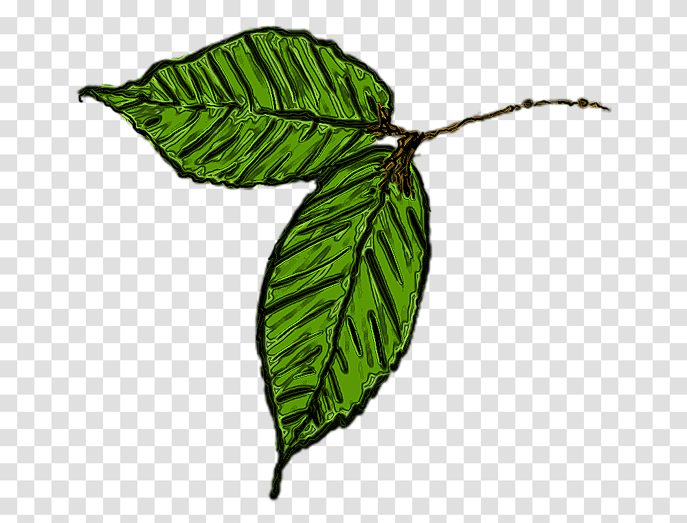Background In A Picture Leaf Background Green, Plant, Vegetation, Tree, Veins Transparent Png