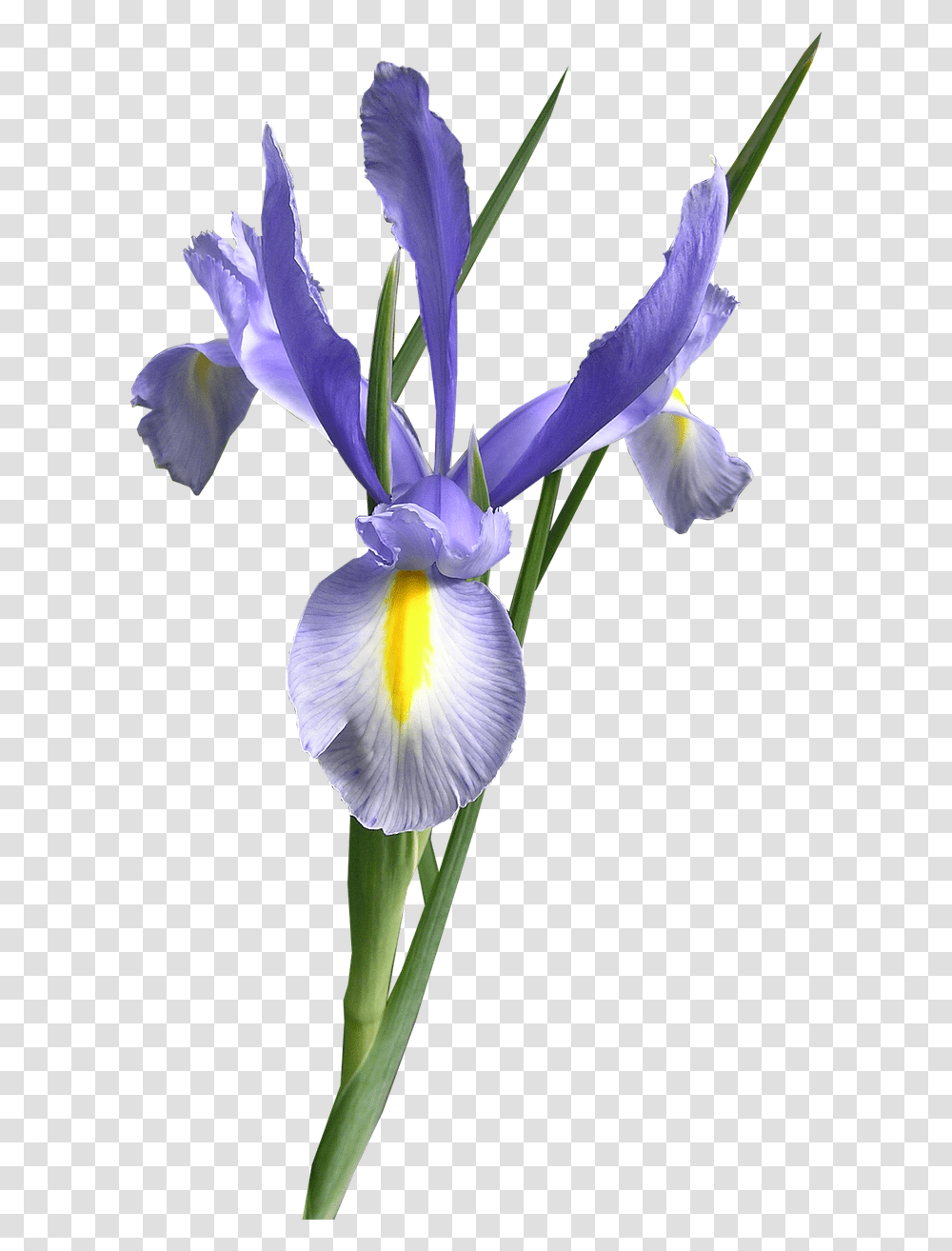 Background Iris Flower, Plant, Blossom, Petal, Anther Transparent Png