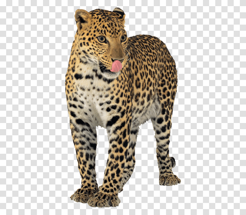 Background Jaguar, Panther, Wildlife, Mammal, Animal Transparent Png