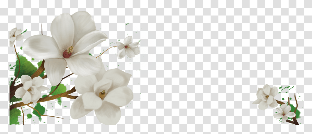 Background Jasmine Flower, Plant, Petal Transparent Png