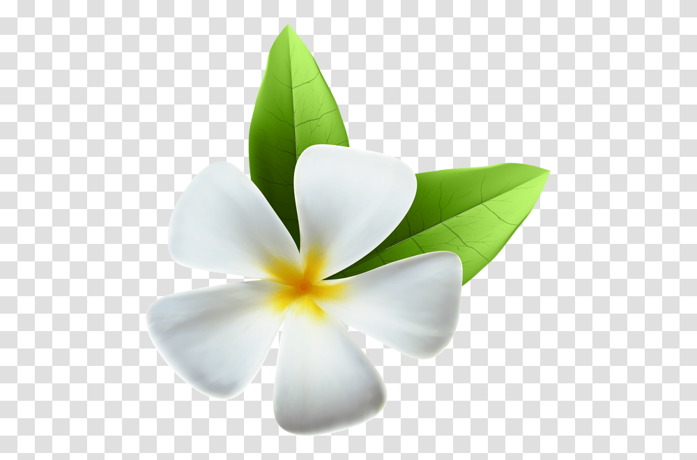 Background Jasmine Flower, Plant, Petal, Blossom, Leaf Transparent Png