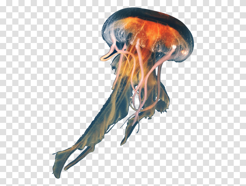 Background Jellyfish, Invertebrate, Sea Life, Animal, Bird Transparent Png