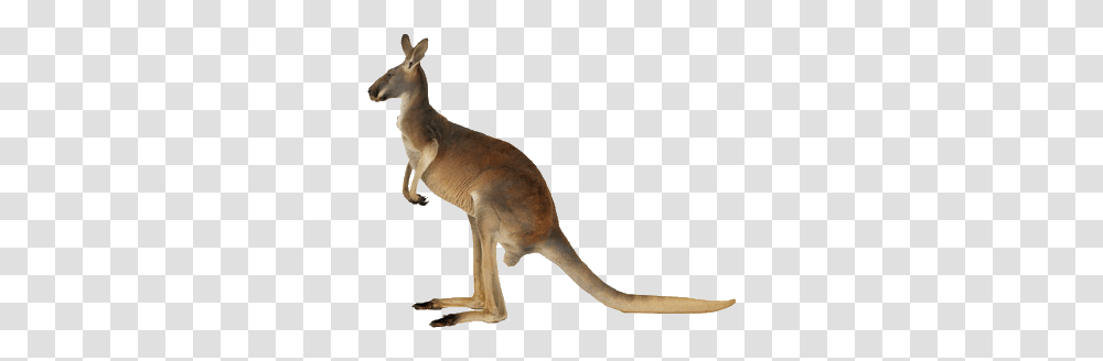 Background Kangaroo Jpg, Mammal, Animal, Wallaby, Bird Transparent Png