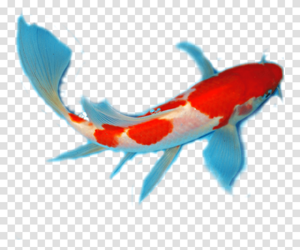 Background Koi Fish Fish, Animal, Bird, Carp, Aquatic Transparent Png