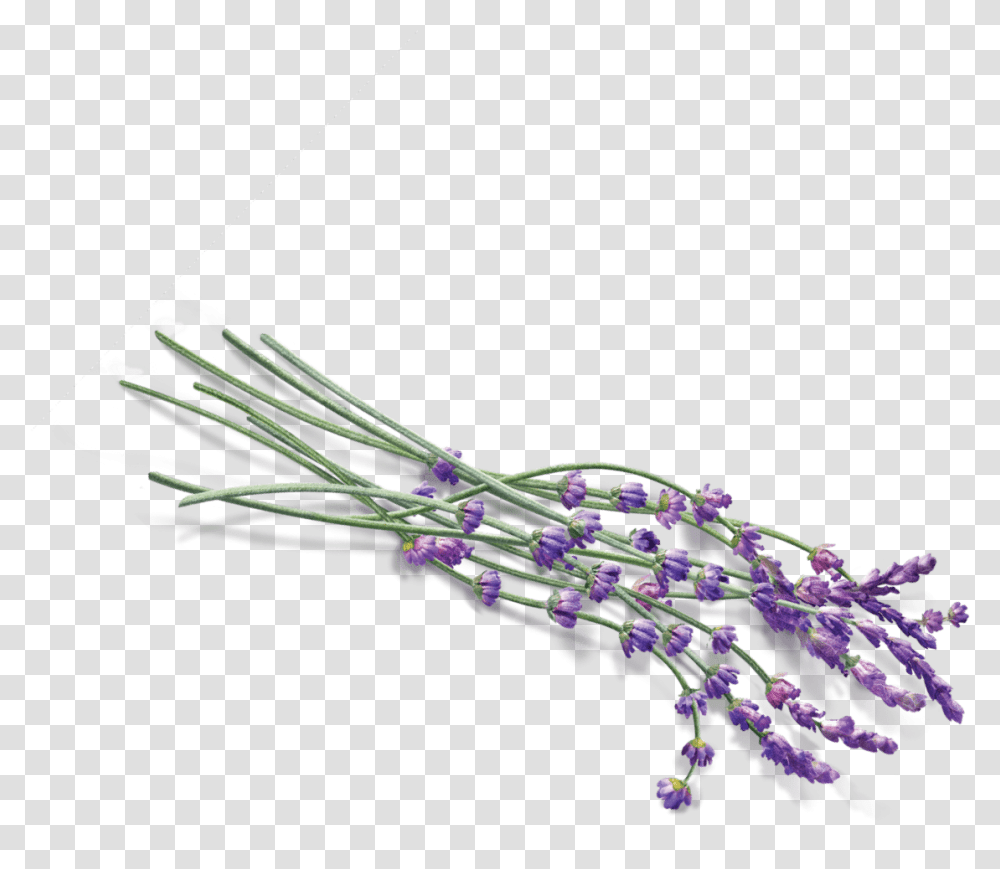 Background Lavender, Plant, Flower, Blossom, Bow Transparent Png