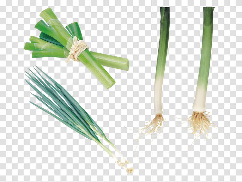 Background Leek Welsh Onion, Plant, Produce, Food, Vegetable Transparent Png
