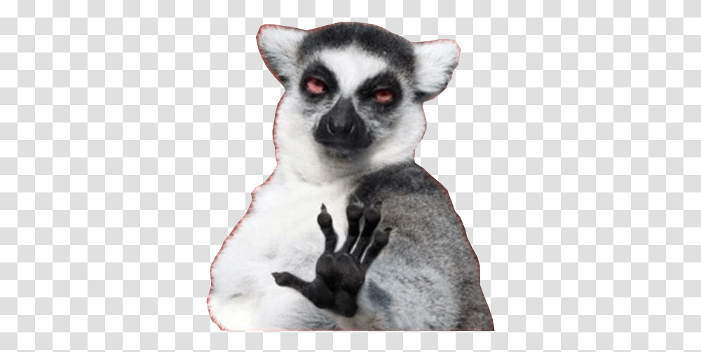 Background Lemur Internet Meme, Wildlife, Mammal, Animal, Dog Transparent Png
