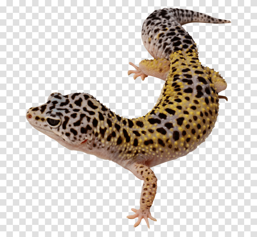 Background Leopard Gecko, Lizard, Reptile, Animal, Panther Transparent Png