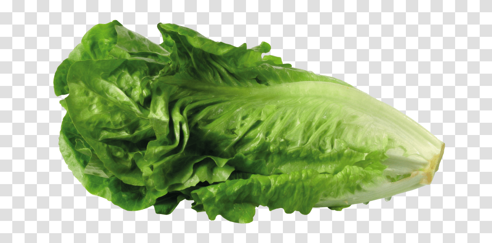 Background Lettuce Romaine Lettuce Clipart, Plant, Vegetable, Food Transparent Png