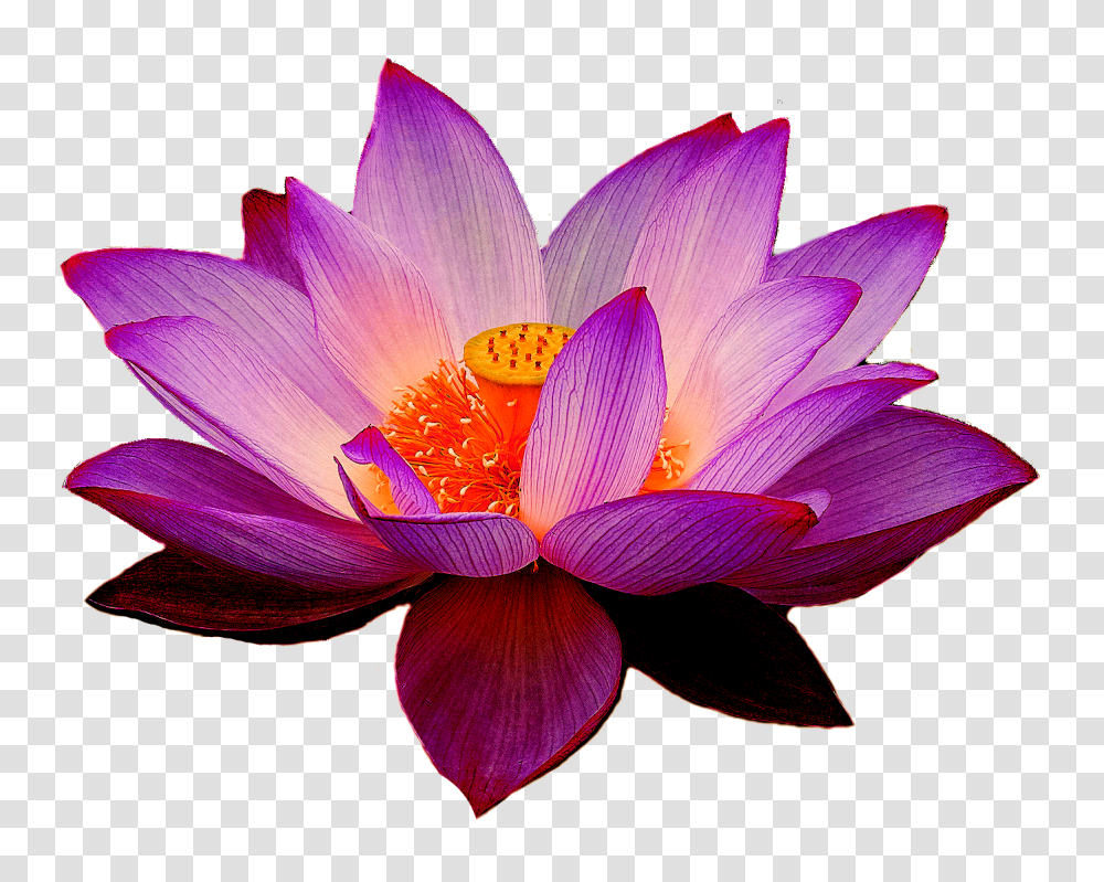 Background Lotus Flower, Plant, Lily, Blossom, Pond Lily Transparent Png