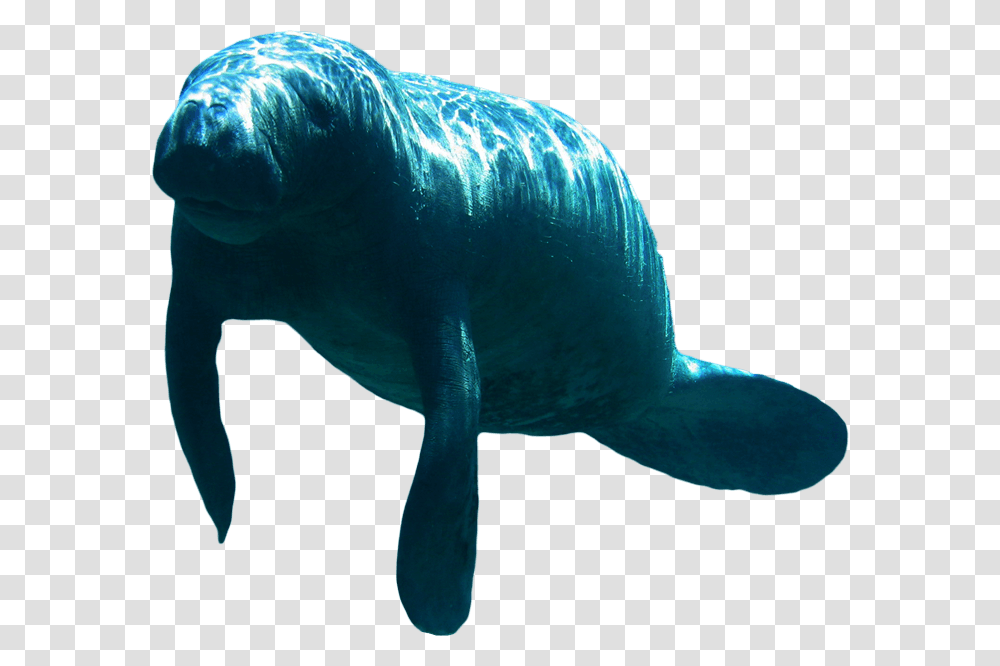 Background Manatee Clipart, Mammal, Animal, Sea Life Transparent Png