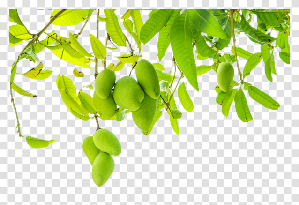 Background Mango, Plant, Fruit, Food Transparent Png