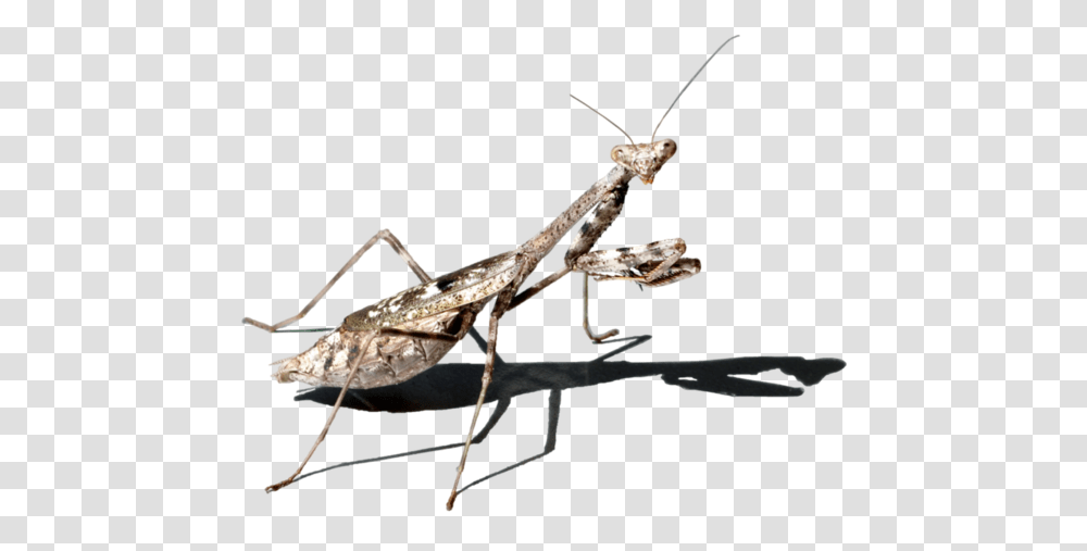 Background Mantis Stock Photography, Insect, Invertebrate, Animal, Cricket Insect Transparent Png