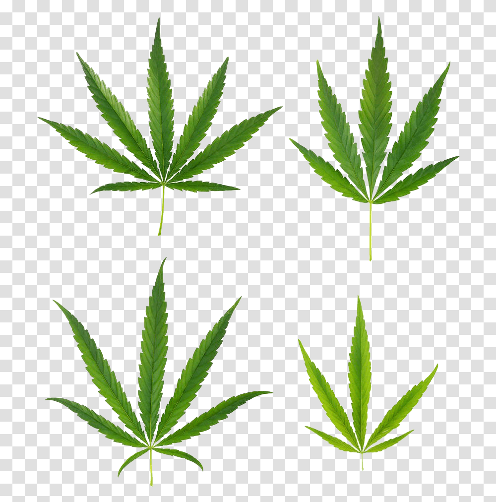 Background Marijuana Leaf, Plant, Hemp, Weed, Flower Transparent Png