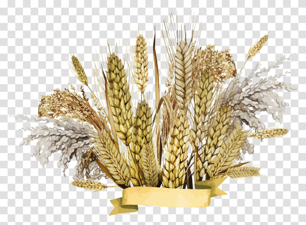 Background Millet, Plant, Wheat, Vegetable, Food Transparent Png
