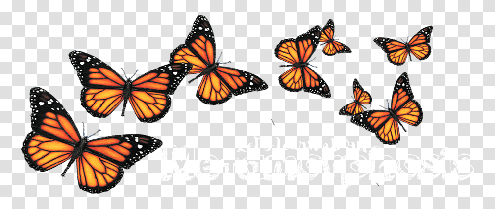Background Monarch Butterfly Clipart, Insect, Invertebrate, Animal Transparent Png