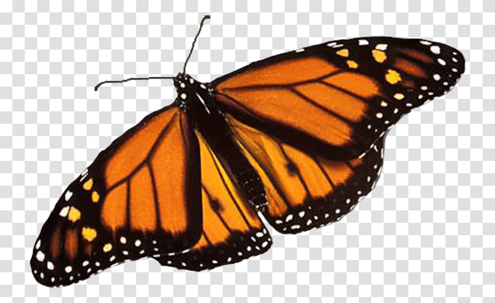 Background Monarch Butterfly, Sunglasses, Accessories, Accessory, Insect Transparent Png