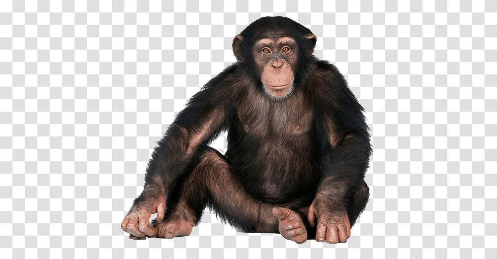 Background Monkey, Ape, Wildlife, Mammal, Animal Transparent Png