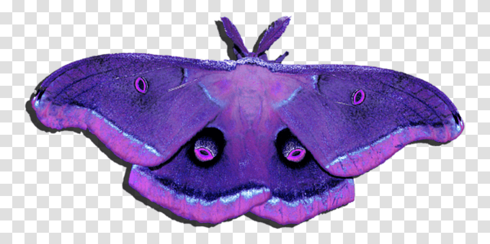 Background Moth Wings Purple, Animal, Invertebrate, Insect, Butterfly Transparent Png
